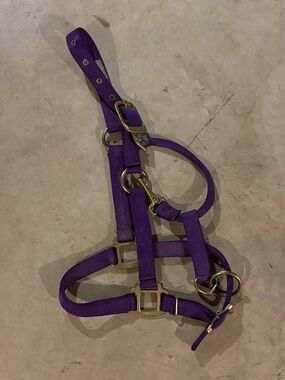 Hamilton Small Horse Halter - Purple